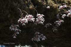 Dendrobium microbulbon